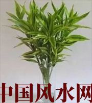 鹤岗十二生肖养什么植物最旺财运？你知道吗！